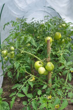 Yeşil domatesler bir serada yetişir.