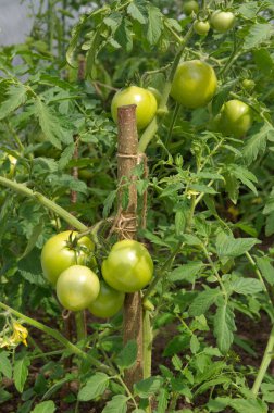Yeşil domatesler sebze bahçesinde yetişir.