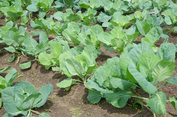 Sebze bahçesinde lahana yetişir.