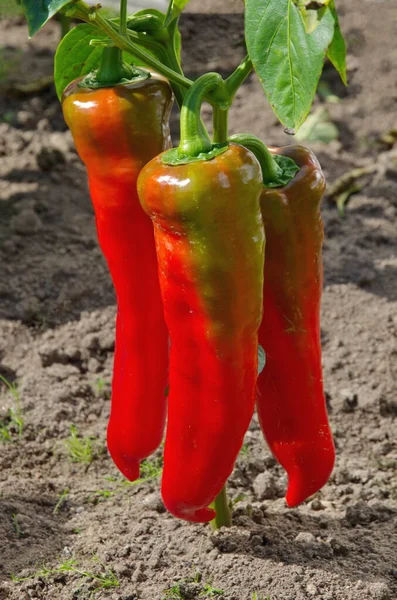 Paprika Sorten Rothorn Gemüsegarten Aus Nächster Nähe — Stockfoto