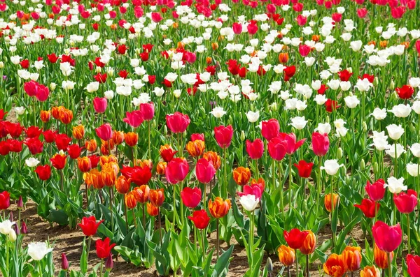 Bunte Tulpen Blühen Frühling Park — Stockfoto