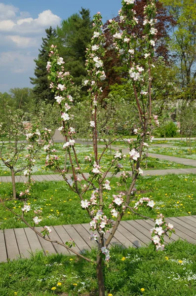 Kwitnąca Młoda Jabłoń — Zdjęcie stockowe