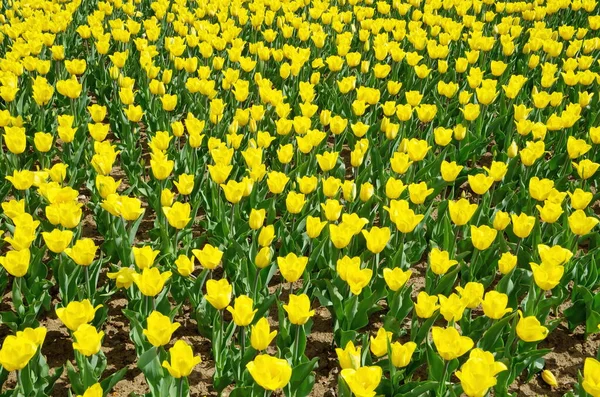 Hintergrund Der Blühenden Gelben Tulpen — Stockfoto