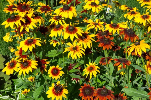 Rudbeckia Floração Multicolorido Jardim Verão — Fotografia de Stock