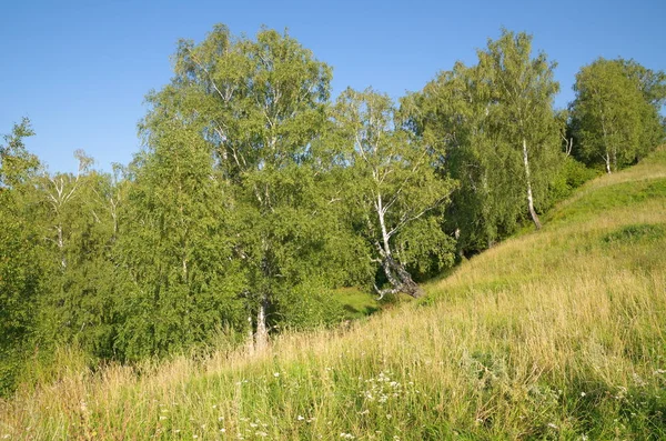 Sommaren Syn Lysaya Berg Gorokhovets Vladimir Regionen Ryssland — Stockfoto