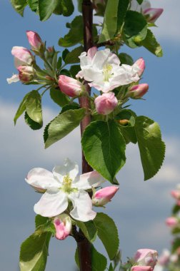 Çiçek açan elma ağacı mavi gökyüzüne yakın çekim