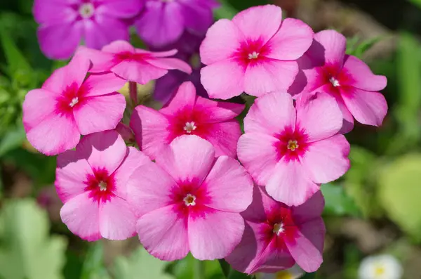 Pembe Yıllık Phlox Kapanışı — Stok fotoğraf