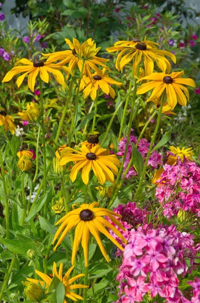 Sárga Rudbeckia Virágzik Egy Virágágyban Egy Nyári Kertben — Stock Fotó