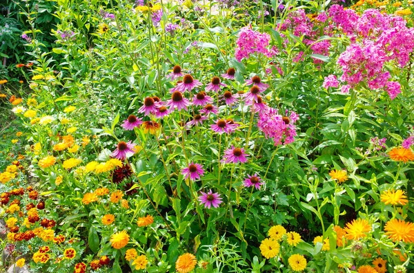 Echinacea Purpurea Bloeit Een Bloembed Tussen Tuinbloemen — Stockfoto