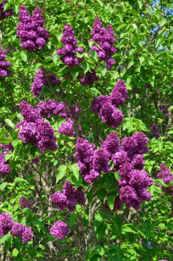 Güneşli bir bahar gününde parkta açan leylak.