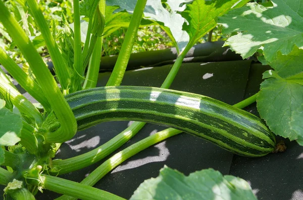 Zucchini Xer Vegetabilisk Täckt Med Svart Non Woven Material — Stockfoto