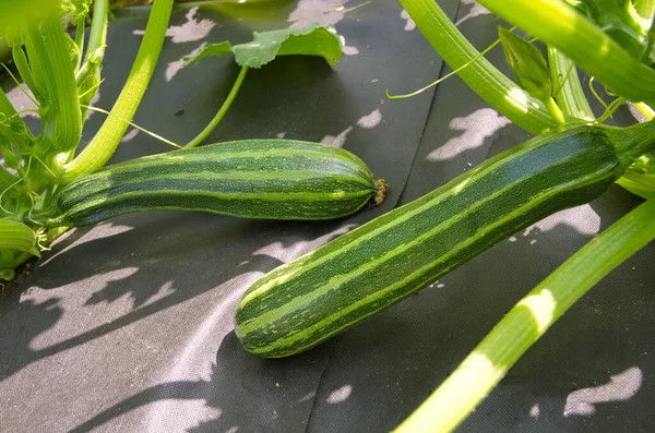 Two zucchini grow on a vegetable bed covered with black non-woven material