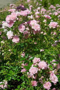 Parkta güzel pembe güller açıyor.