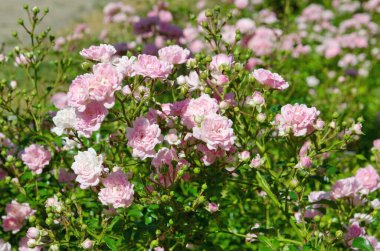 Parkta düşük büyüyen pembe güller açıyor.