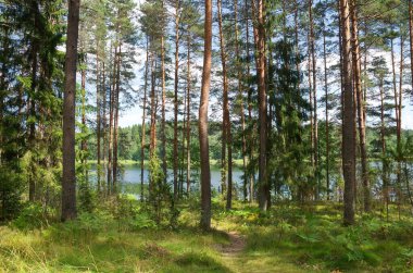 Seliger 'in doğası. Tver bölgesindeki Dohlets Gölü kıyısındaki kozalaklı orman.