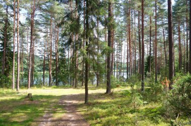 Tver bölgesindeki göl üzerindeki kozalaklı orman. Seliger 'in Doğası