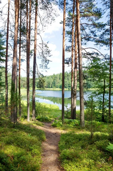 Natura Seligera Ścieżka Lesie Iglastym Jeziora Dohlets Regionie Tver — Zdjęcie stockowe