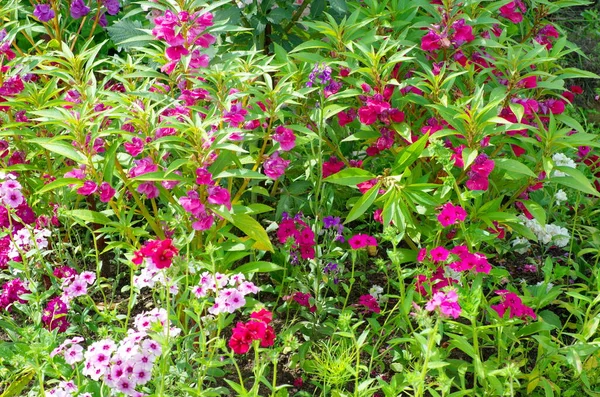 Kerti Balzsam Lat Türelmetlen Balsamina Éves Phlox Virágzás Egy Virágágyban — Stock Fotó