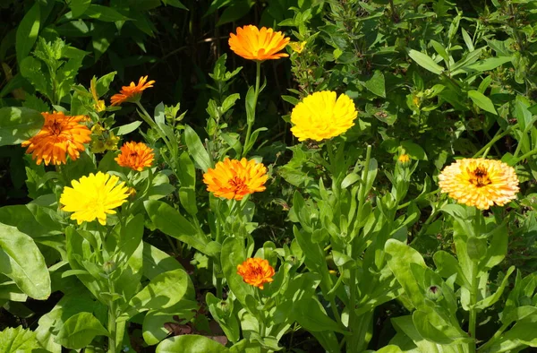 夏の庭の花壇には色とりどりのカレンデュラの花が咲きます — ストック写真
