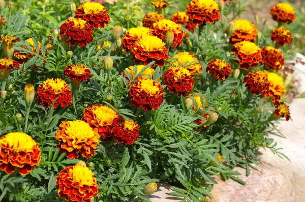 Marigold Lat Tagetes Fleurissent Dans Lit Fleurs Dans Jardin — Photo