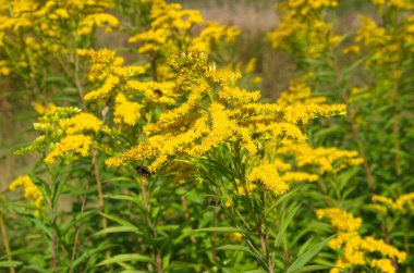 Kanada altın çubuğu (lat. Solidago canadensis) Yakın plan