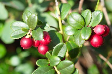 Lingonberry (Lat. Aşı vitis-idaea) yakın plan
