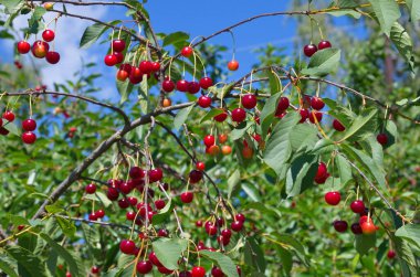 Güneşli bir yaz gününde dallarda olgun kiraz üzümleri