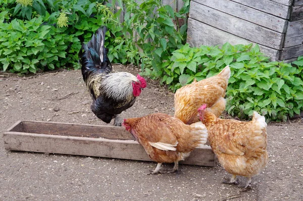 庭に鶏と村の鶏 — ストック写真