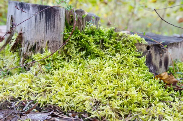 Mousse Sphaigne Dans Forêt — Photo