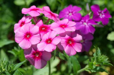 Yaz bahçesinde yıllık Phlox