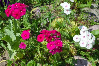 Yıllık Phlox Çiçek tarlasında yaz bahçesinde