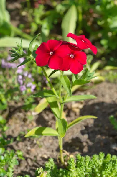 Phlox Annuale Rosso Aiuola Giardino — Foto Stock