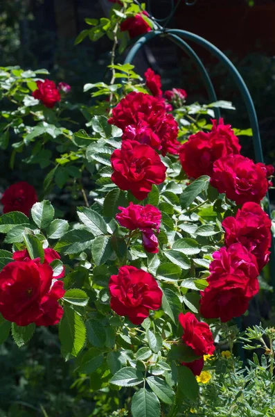 Rode Roos Zomertuin — Stockfoto