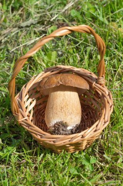 Porcini mantarı (lat. Çimlerin üzerinde bir sepetin içinde