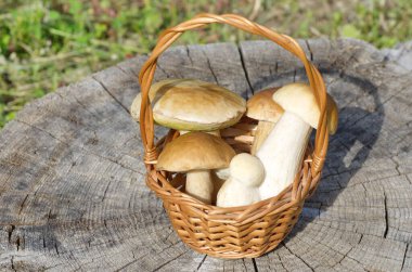 Ağaç gövdesinde domuz mantarı olan hasır sepet.