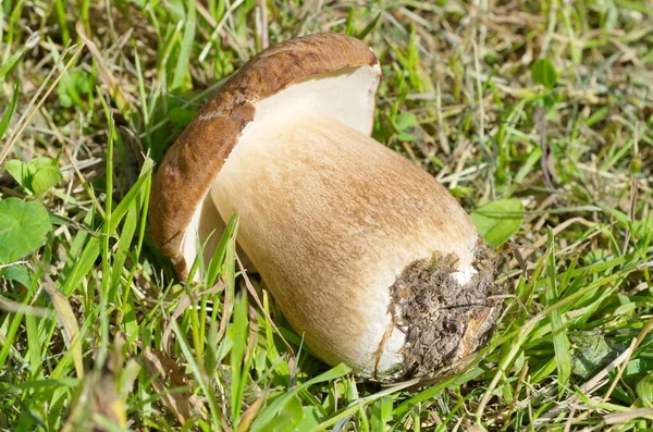 Fresh Porcini Mushroom Lat Boletus Edulis Grass Close — Stock Photo, Image