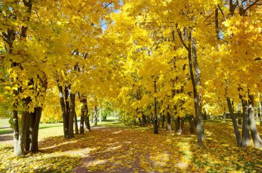 Sonbahar Parkı 'nda sarı akçaağaçlı manzara
