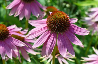 Çiçekli Echinacea Mor Yakın çekim
