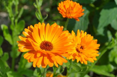 Turuncu takvim (lat. Calendula officinalis) bahçeye yakın çekim