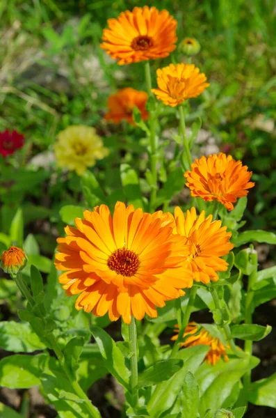 Blooming Calendula Lat Calendula Officinalis Summer Garden — Stock Photo, Image