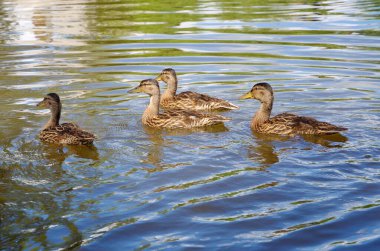 Vahşi Mallard ördekleri. Anas platyrhynchos) su deposunda yüz