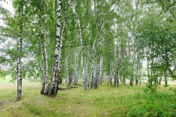 Sommerlandschaft Mit Birkenwald — Stockfoto