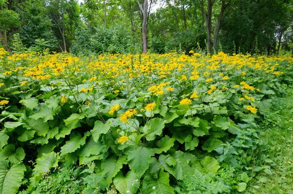 Telekia Speciosa Kwiaty Kwitnie Parku — Zdjęcie stockowe