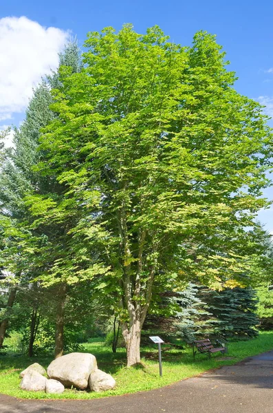 Ogród Dendrologiczny Pereslavl Nazwany Cześć Kharitonova Kasztan Koński Lat Aesculus — Zdjęcie stockowe