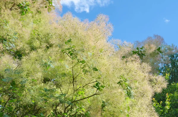 Scumpia Vulgaris Lat Cotinus Coggigria Podczas Dojrzewania Owoców Ogrodzie Arboretum — Zdjęcie stockowe