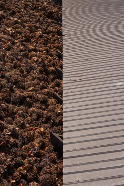 Palm Muhafazası için rafine yağı.