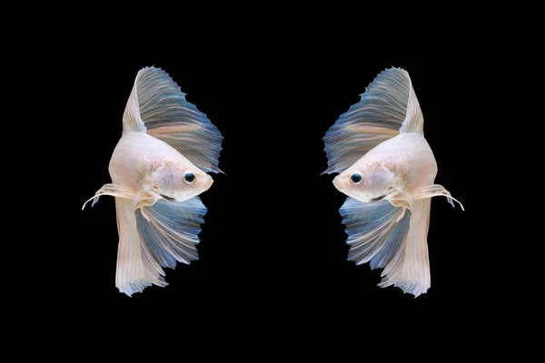 Siyam mücadele balık inci rengi hareketli anı.