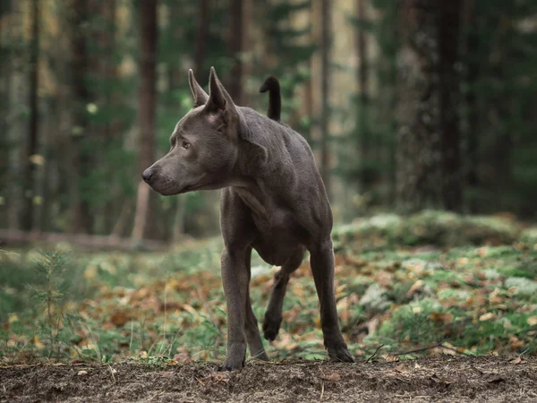 Mystic thai ridgeback cane nella foresta — Foto Stock