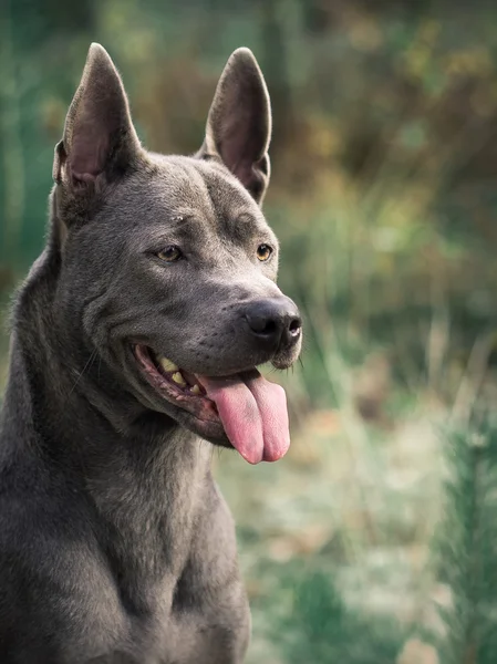 Vackra thai ridgeback dog i morgon skog — Stockfoto