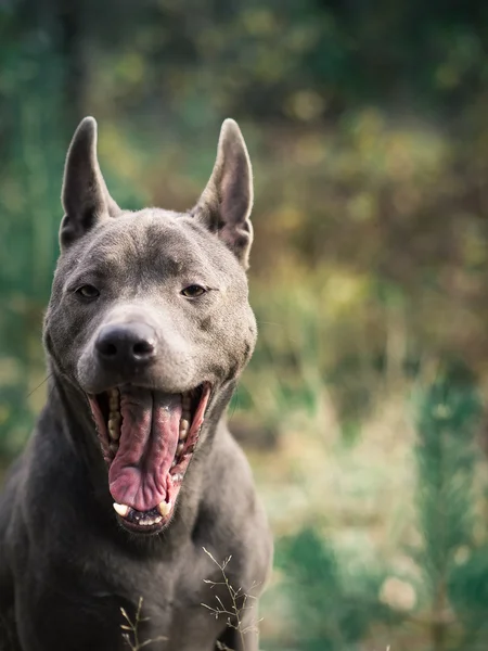 Beautiful thai ridgeback dog in morning forest yawning — Stock Photo, Image